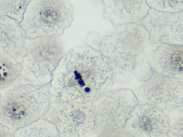 White Fish Mitosis Slides - White Fish Mitosis 02 400X